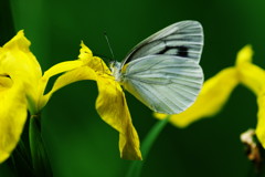 花と虫達　モンシロチョウ