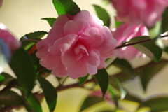 秋を探して　サザンカ　完