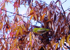 野鳥を探して　メジロ