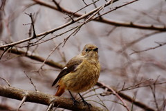野鳥を探して　ジョウビタキ