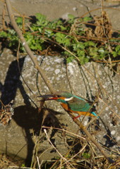 野鳥を追って　カワセミ　Ⅱ