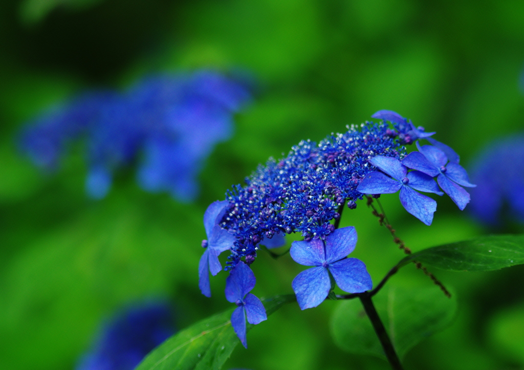 紫陽花