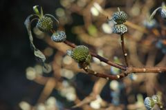 初春　ミツマタ