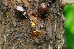 花と虫達　カブトムシ　Ⅱ