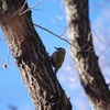 野鳥を探して　アカゲラ