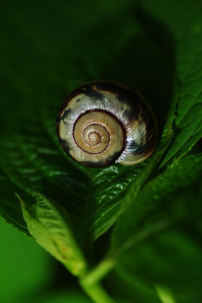 梅雨待ちカタツムリ