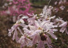 春風　コブシ？　Ⅱ