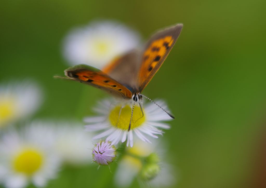 路傍　ベニシジミ