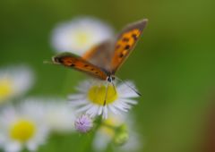 路傍　ベニシジミ