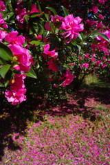 千秋楽　昭和記念公園　Ⅱ