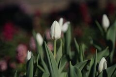 万物寒　チュウリップ