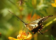 万来　アゲハチョウ　Ⅱ