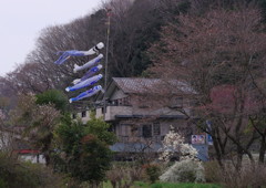 春を探して　鯉幟