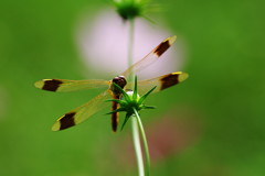 虫達を追って　ミヤマアカネ