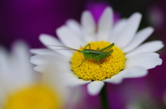 春爛漫　バッタ