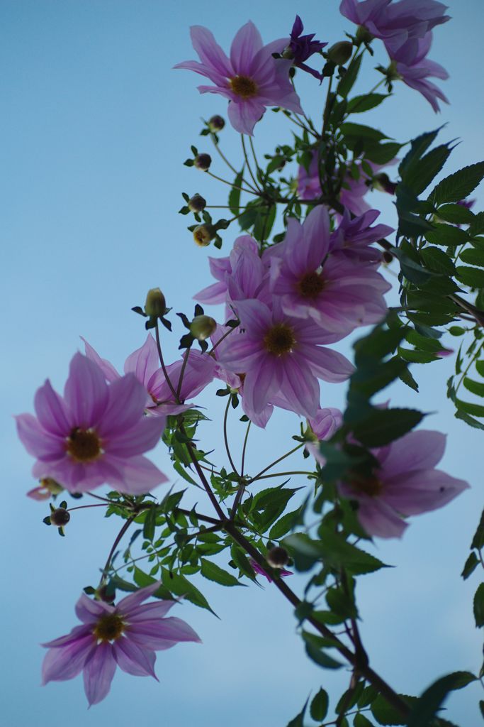 寒冷　コウテイダリア