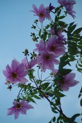 寒冷　コウテイダリア