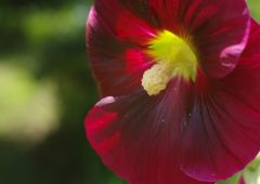 路傍　タチアオイ　Ⅱ