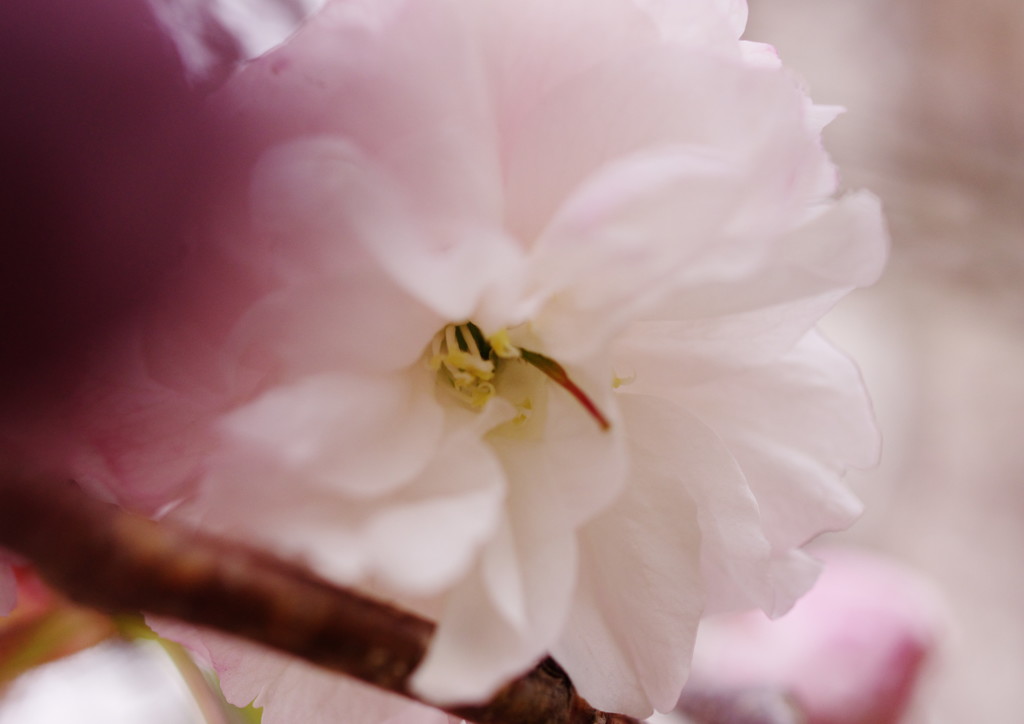 春の彩り　八重桜