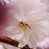 春の彩り　八重桜
