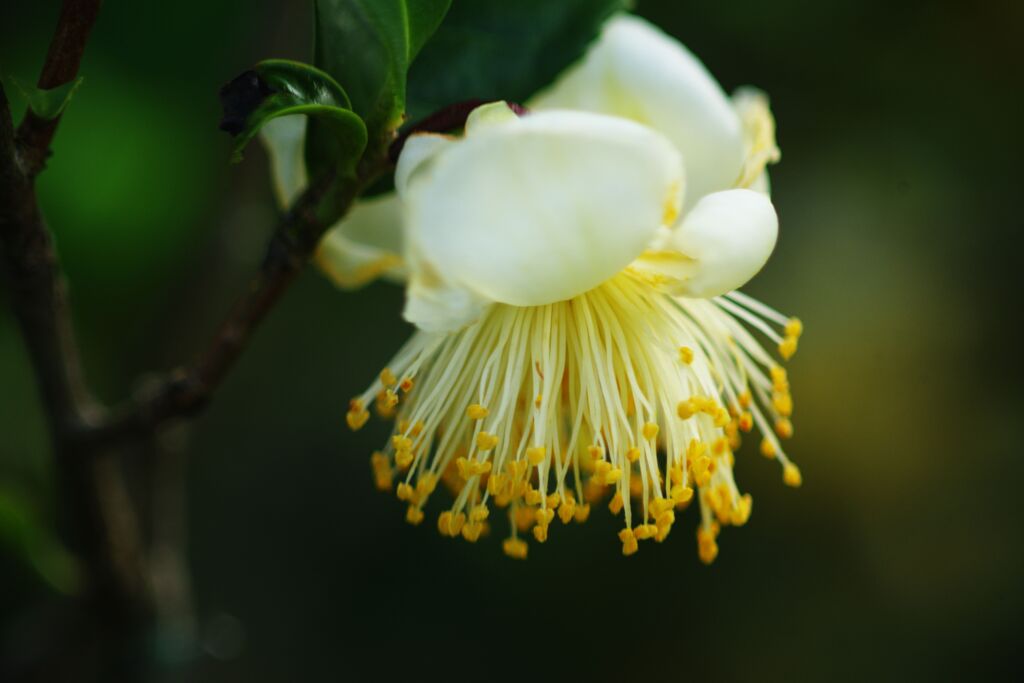落日　お茶の花