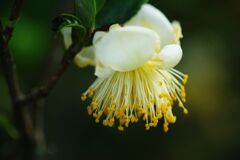 落日　お茶の花