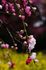 春を探して　花桃　Ⅱ