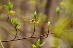 春を探して　クロモジ