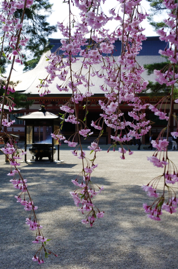 旅写真　毛越寺（縦）