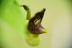 春の息吹　ウマノスズクサ　Ⅱ