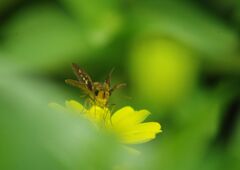 万来　セセリチョウ