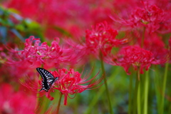 曼珠沙華と蝶