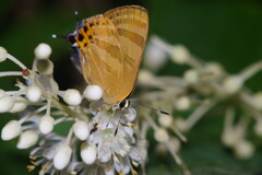 蝉時雨　シジミチョウ