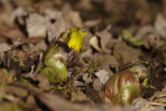 春を探して　福寿草