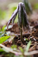 春を探して　ヤブレガサ