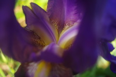 春色　ジャーマンアイリス　Ⅱ