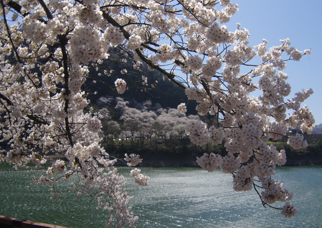 春風　桜満開