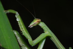 季夏　カマキリ