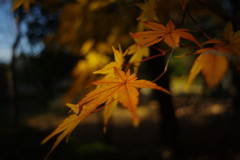 千秋楽　モミジ