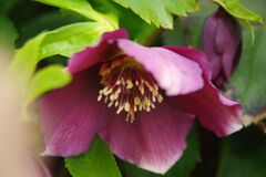 春燐　クリスマスローズ