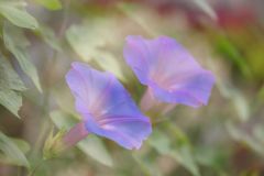 路傍　アサガオ