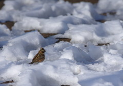 野鳥を探して　ひばり？