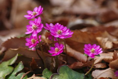 春を探して　オオミスミソウ　？