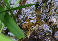 路傍　ヒキガエル？