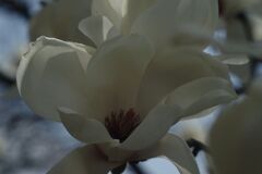 仲春　ハクモクレン