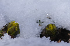 仲春　福寿草　Ⅱ