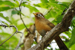 野鳥を探して　ガビチョウ