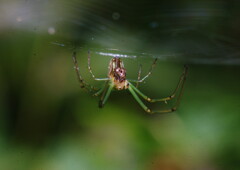 蝉時雨　クモ