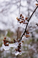 旅写真　マユミの実？
