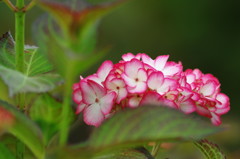 春爛漫　アジサイ　Ⅳ